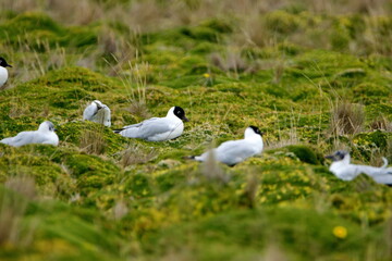 Flock of Andean gulls (Chroicocephalus serranus) in a field at the high altitude Antisana Ecological Reserve, outside of Quito, Ecuador