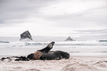 two seals lying together sleeping resting on the sand of the lonely beach near a sea with very...