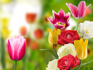 Beautiful flowers tulips growing in the garden are depicted close-up