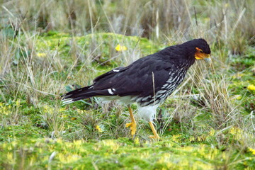 Carunculated caracara (Phalcoboenus carunculatus) walking in the grass at the high altitude Antisana Ecological Reserve, outside of Quito, Ecuador