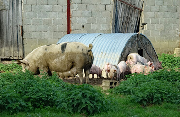 Famille cochons vivant en plein air