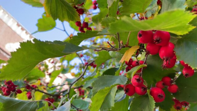 Red hawthorn berries close up in the city park