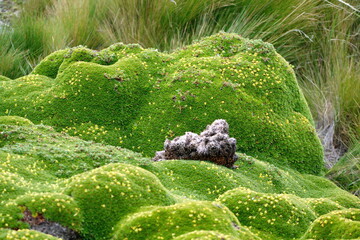 Blanket of moss over the ground at the high altitude Antisana Ecological Reserve, outside of Quito, Ecuador