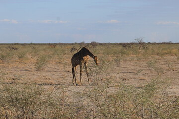 Girafe