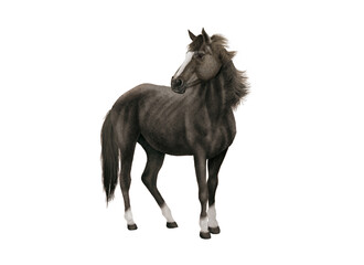 cheval, ferme, mammifère, illustration, isolé, poney, silhouette, blanc, roux, jaune, marron; étalon, crin, andalou, noir, bétail, fond blanc