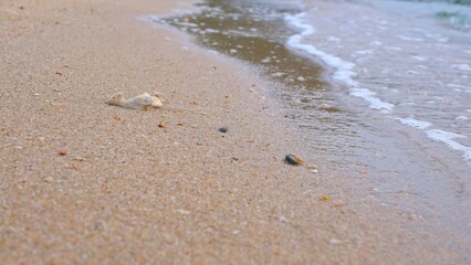 Seashore close up. Calm ocean water waves splashing sandy beach. Closeup small blue sea waves breaking sand beach at summer morning dawn. Abstract nature background travel relax. Wanderlust in tropics
