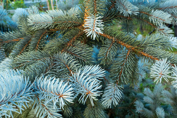 Naklejka na ściany i meble Pine branches with young light blue needles, close-up. Natural background from young pine for a poster, calendar, post, screensaver, wallpaper, postcard, banner, cover, website. High quality photo