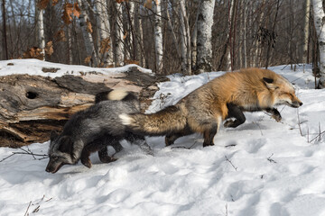 Silver and Red Fox (Vulpes vulpes) Dart Away From Each Other Winter