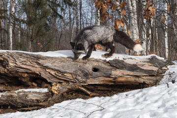 Silver Fox (Vulpes vulpes) Sniffs Atop Log Winter