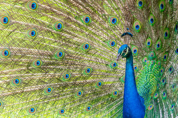 Obraz premium peacock with feathers