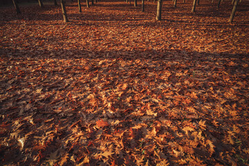 Autumn Oak Park near Brest