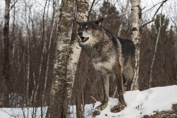 Obraz premium Black Phase Grey Wolf (Canis lupus) Stands on End of Log Mouth Open Winter