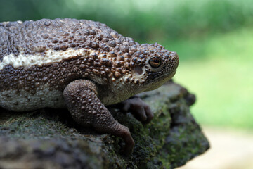 The False Toad -giant frog- (Pseudobufo subasper) native to Indonesia perches on a mossy rock.