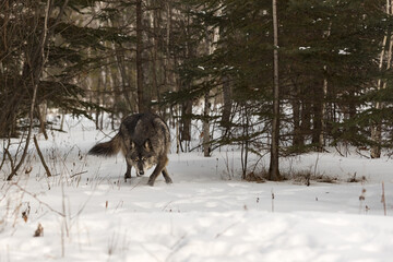 Fototapeta na wymiar Black Phase Grey Wolf (Canis lupus) Creeps Through Woods Winter