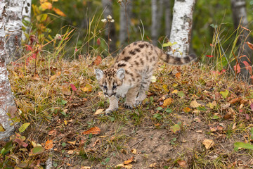 Cougar Kitten (Puma concolor) Looks Down Tail Extended Autumn
