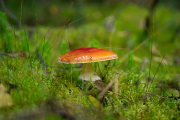 Photo sur Plexiglas Vert Beautiful landscape with mushroom view in autumn forest. High quality photo