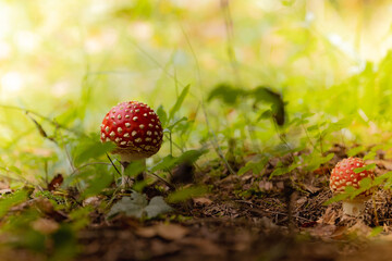 Beautiful landscape with mushroom view in autumn forest. High quality photo