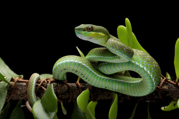 The Green White-lipped Pit Viper (Trimeresurus insularis), the Indonesian viper snake on tree branch.