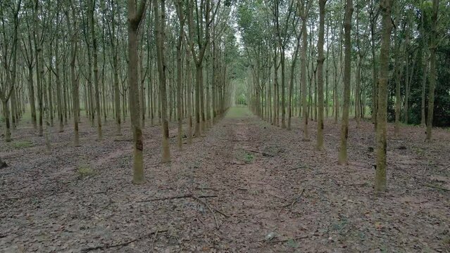 Row of rubber trees in the plantation. Drone shot