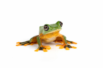 Flying Tree Frog (Rhacophorus reinwardtii) isolated on a white background.