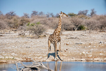 Giraffe drinking at water hole, Etosha National Park Namibia
