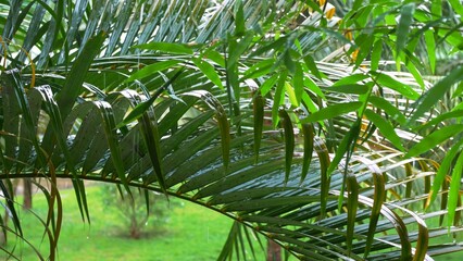 Obraz na płótnie Canvas Tropical shower rain falling down on green palm tree in warm humid Florida climate. Rainy day in summer wet season. Raining day in tropical forest. Tropical rain bokeh shot.