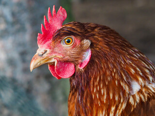 Chicken and rooster in the nature. Rooster portrait. Chicken close up
