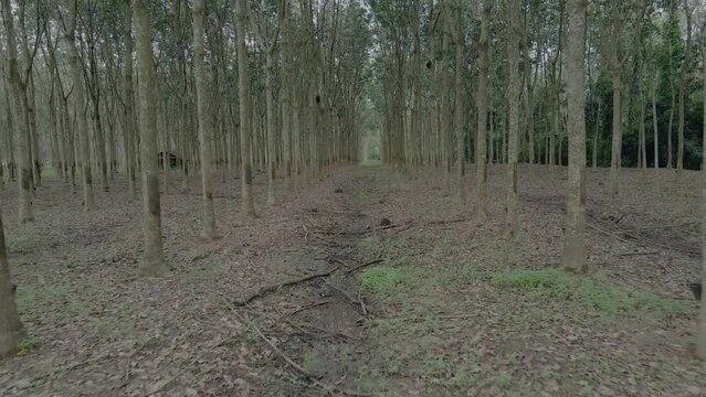 Row of rubber trees in the plantation. Ascending drone shot