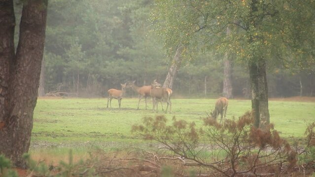 Cr&iacute;a de ciervo rojo jugando en el Parque Nacional De Hoge Veluwe, Pa&iacute;ses Bajos 