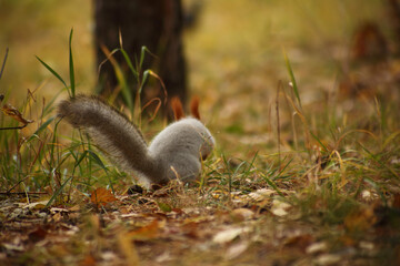 cute squirrel sitting in grass in autumn park