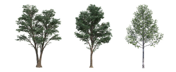 
deciduous tree, isolated on white background, 3D illustration, cg render