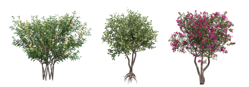 deciduous tree, isolate on a transparent background, 3d illustration