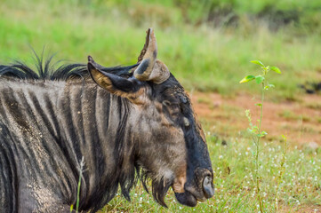 Portrait of a Gnu or blue wildebeest (Taurinus Connochaetes) a common antelope found in almost every game reserve in South Africa