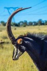 Foto auf Alu-Dibond Closeup portrait of a cute and majestic Sable antelope in Johannesburg game reserve South Africa © shams Faraz Amir