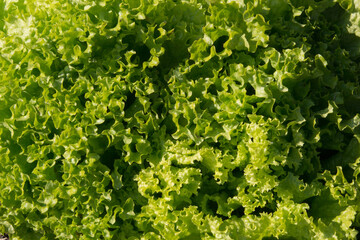 Lettuce - close up