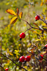 The fruit of the rosehip is red, smooth on a green background. The rounded ripe fruit of the cynarrhodium briar is growing on the bush next to other fruits and yellow-orange autumn leaves.