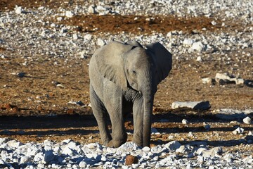 Afrikanischer Elefant (locodonta africana) am Wasserloch Olifantsbad im Etosha Nationalpark. 