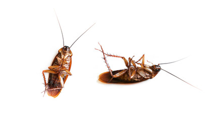 Cockroach isolated on a white background (top view),Dead cockroachs
