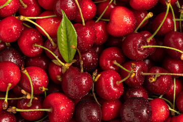 Sweet red cherries with dew close up.