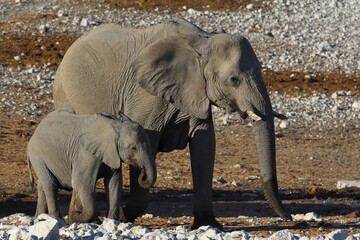 Afrikansche Elefanten am Wasserloch Olifantsrus im Etosha Nationalpark in Namibia.  © anni94