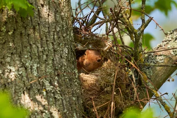 Küchenrückwand glas motiv Eichhörnchen (Sciurus, Eichhörnchen) in seinem Nest auf dem Baum. Ein Tier im Frühjahr in seinem Unterschlupf. © Jan