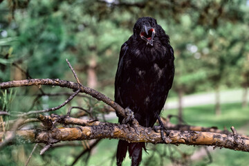 A black rook chick sits on a tree branch in the forest....