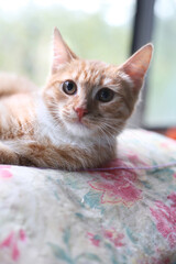 Portrait of a red cat in close-up in the room. A bright red cat is lying by the window.