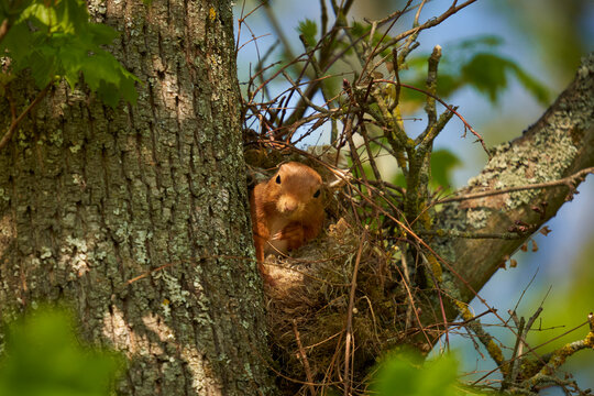Squirrel (Sciurus, Eichh&ouml;rnchen) in his nest on the tree. An animal in the spring in its shelter.