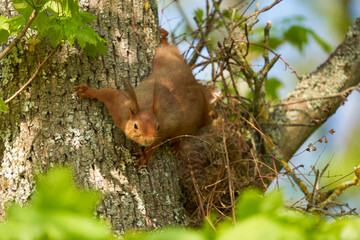 Squirrel (Sciurus, Eichhörnchen) leaves his nest in the tree. An animal in the spring in its shelter.