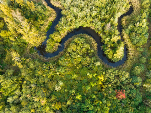 Abstract aerial top view of winding river Aa in forest, Starkriet, Someren-Eind, Noord-Brabant, Netherlands.