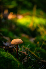mushrooms in the forest