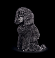 Sitting cute puppy of toy poodle