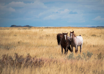 Horses in the field