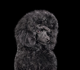Funny puppy of toy black poodle